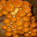 Мицелий Опенка намеко / Фолиота намеко (Pholiota nameko)